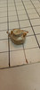 OakridgeStores.com | RESALE SHOP - Unbranded 1:12 Scale Miniature Ceramic Brown Hexagonal Tea Pot - BOST-BROWN-NOB7511