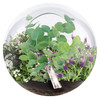 OakridgeStores.com | Toys By Nature - Crystal Glass Garden - Eucalyptus, Lavender & Alyssum Terrarium Kit - OGCG-205 810003402059