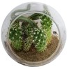 OakridgeStores.com | Toys By Nature - Mini Desert Collection - Cacti Glass Terrarium Seed Kit - OGMD-202 810003402028