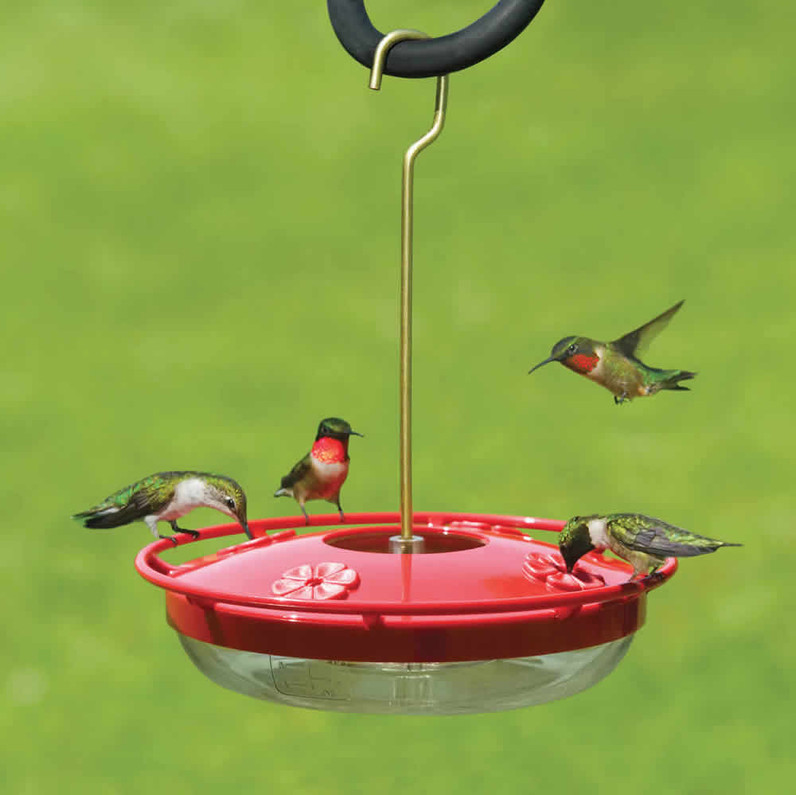 Hummingbird season has started! Make sure you have feeders ready to greet them!