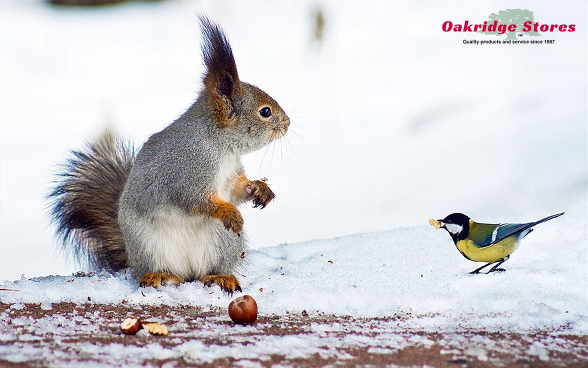 Winter is Here! Make sure your Birds and Critters have plenty of Food and Water.