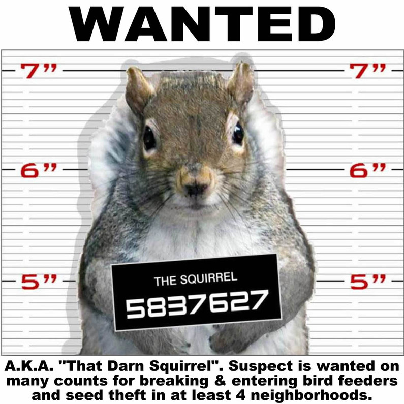 Squirrels Need Lovin' Too!