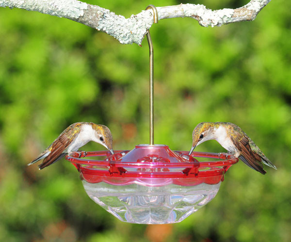 Aspects HummBlossom - 4 oz Bird Feeder - Rose Color HummingBird
