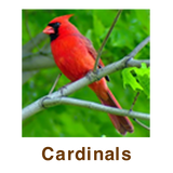 Cardinals