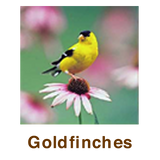 Goldfinches