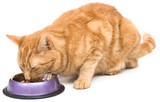 Cat Bowls, Dishes & Feeders