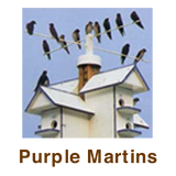 Purple Martins