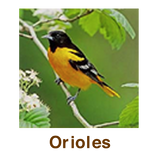 Orioles