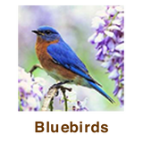 Bluebird