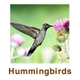 Hummingbirds