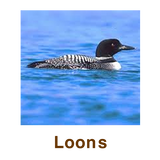 Loons