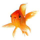 Fish Pond & Aquarium Supplies