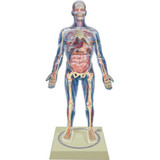 Science Study of Anatomy and Human Body Parts