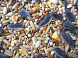 Bird Food - Seed