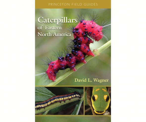 CA PRINCETON Caterpillars of Eastern North America Book (PR9780691121444) 9780691121444