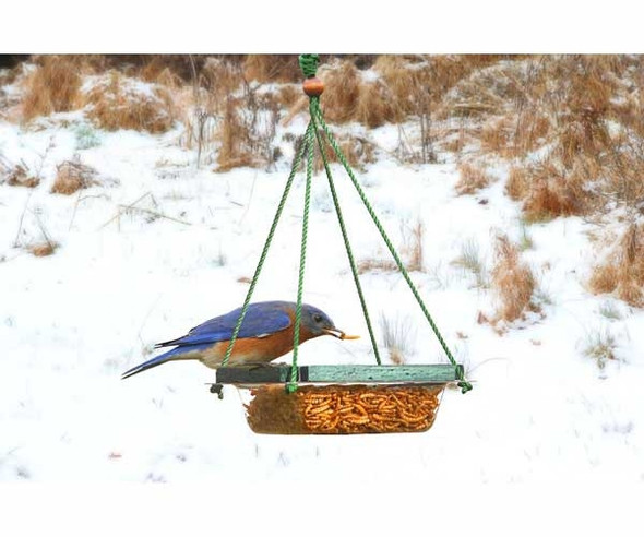 SONGBIRD ESSENTIALS - Hanging Mealworm Dish Feeder Bird Feeder (SE517) 645194005174