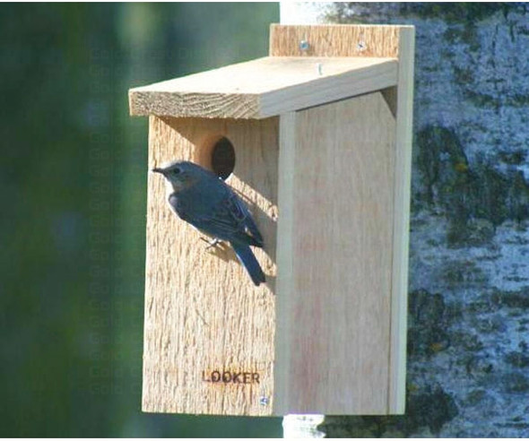 SONGBIRD ESSENTIALS - Bluebird View Thru Bird House (SE542) 645194005426