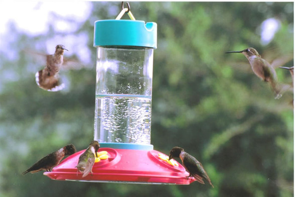 SONGBIRD ESSENTIALS - Original Dr. JB's Clean Feeder - Hummingbird Feeder - 16 oz (SE6006) 645194060067