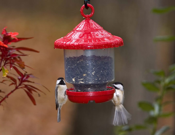 SONGBIRD ESSENTIALS - Clingers Only Bird Feeder - (Red) (SE7013) 645194070134