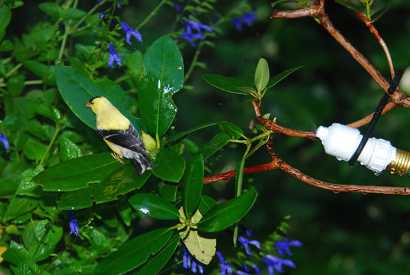 SONGBIRD ESSENTIALS - Easy Water Mister for Birds (SE7019) 645194701908