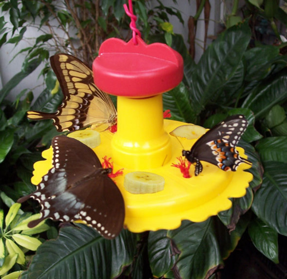 SONGBIRD ESSENTIALS - Butterfly Feeder (SE78200) 645194782006