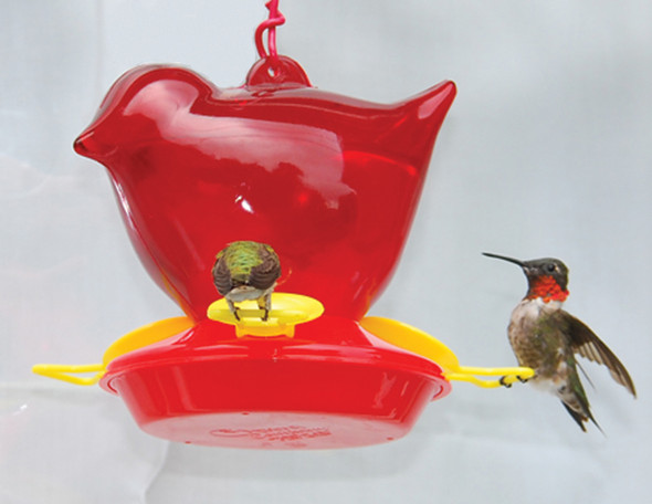 SONGBIRD ESSENTIALS - HummingBird Bird Feeder - Red (SEBCO312) 645194003125