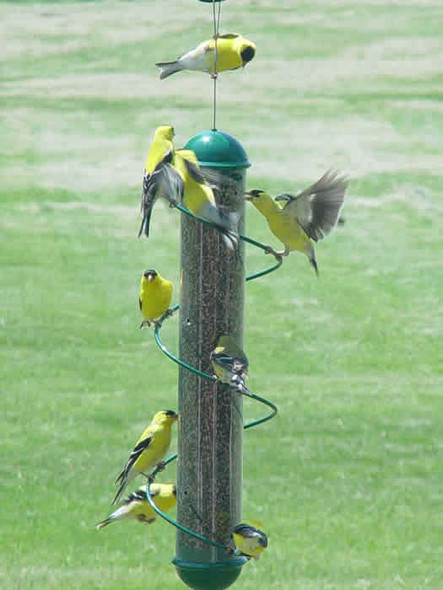 SONGBIRD ESSENTIALS - Spiral Finch Tube Bird Feeder - 17 in. Green (SEBQSBF2G) 675153000063