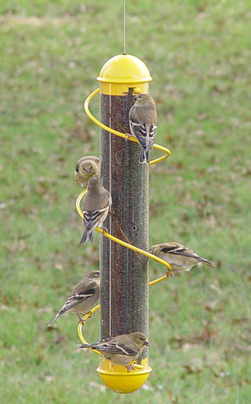 SONGBIRD ESSENTIALS - Spiral Finch Tube Bird Feeder - 17in. Yellow (SEBQSBF2Y) 675153001084