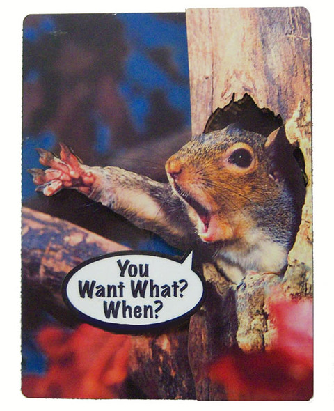 SONGBIRD ESSENTIALS - You Want What? When? (Squirrel) 2-D Picture Magnets (SEEK2017) 645194020177