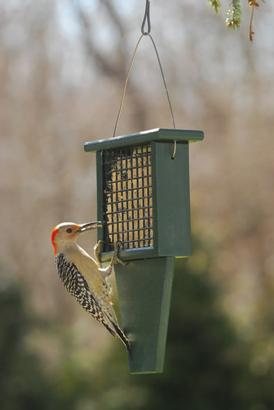 SONGBIRD ESSENTIALS - Suet Bird Feeder with Tail Prop (SERUBSF100H) 601635601015