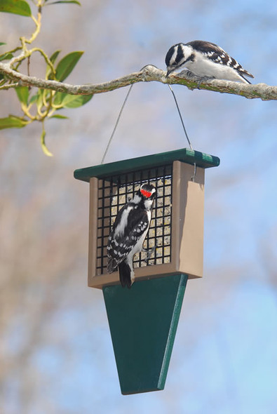 SONGBIRD ESSENTIALS - Suet Bird Feeder with Tail Prop-Hunter - Driftwood (SERUBSF100HD) 645194100602