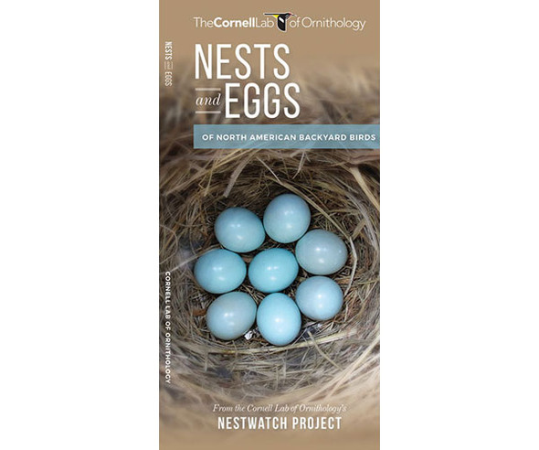 WATERFORD PRESS - Nest and Eggs (Pocket Guide) (WFP1620052259) 884682012120