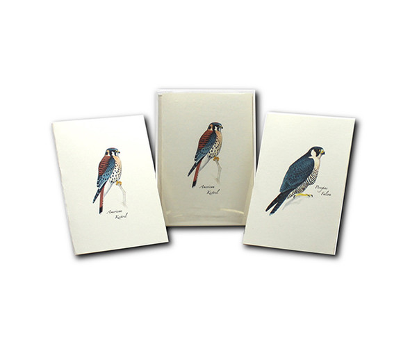 OakridgeStores.com | EARTH SKY + WATER - Sibley Raptor Notecard Assortment (LEWERSNC149) 740620905278