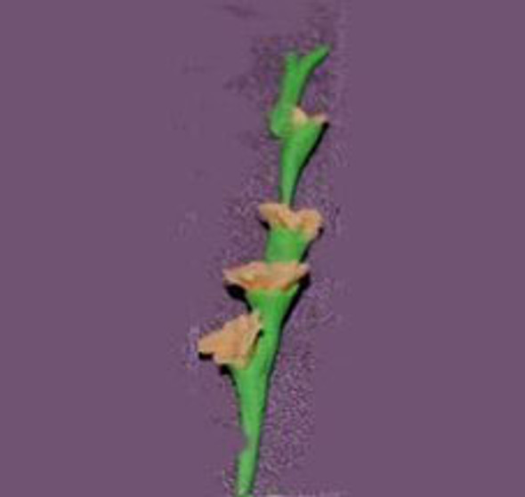 OakridgeStores.com | RAINDROP - Glads, Peach, Per Stem - Dollhouse Miniature (57)