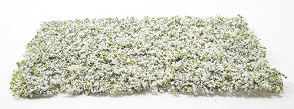 OakridgeStores.com | White Leaf Micro-Phlox 5" x 7" (CA4123)