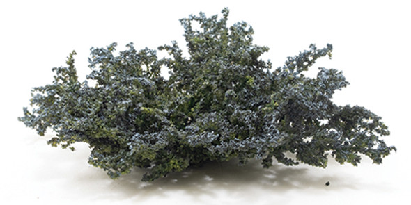 OakridgeStores.com | Ground Cover (Juniper), Blue-Green (CAGC01)