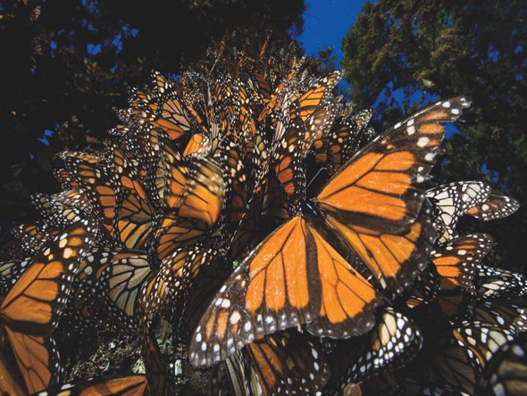 OakridgeStores.com | NEW YORK PUZZLE CO. - National Geographic Monarch Butterflies - 500 Piece Jigsaw Puzzle (NG1987) 819844016135