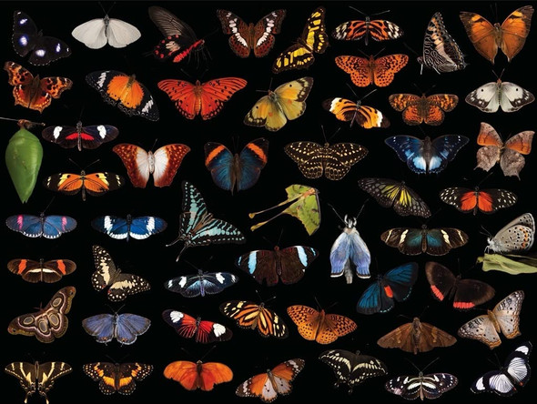 OakridgeStores.com | NEW YORK PUZZLE CO. - National Geographic Photo Ark Butterflies - 500 Piece Jigsaw Puzzle (NG2241) 819844019938