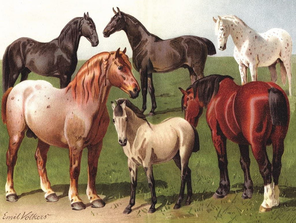 OakridgeStores.com | NEW YORK PUZZLE CO. - Vintage Images Horse Breeds - 1000 Piece Jigsaw Puzzle (PD1879) 819844015077