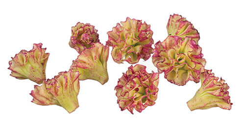 OakridgeStores.com | Aztec - Red Lettuce - Set of 10 - 1" Scale Dollhouse Miniature Food - G6745