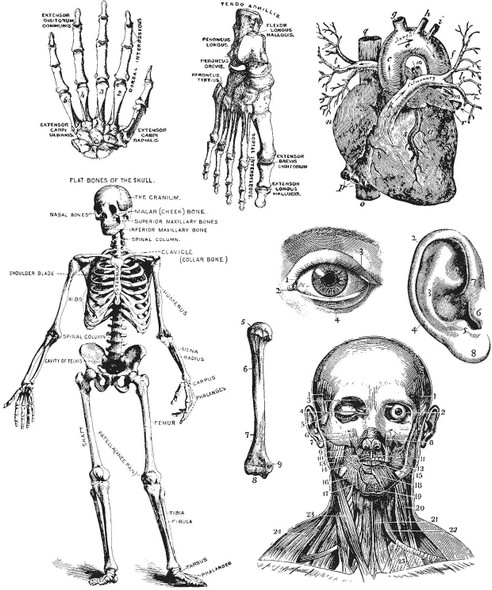 OakridgeStores.com | Stampers Anonymous - Cadaverous - Tim Holtz Cling Rubber Stamps - 8.5 x 7 inches Sheet - CMS378