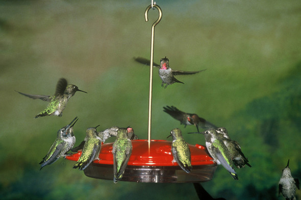 ASPECTS - HummZinger Hanging Hummingbird Bird Feeder - Excel 16 oz (ASPECTS143) 026451114387