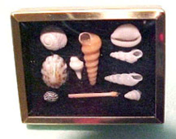 HUDSON RIVER - 1" Scale Dollhouse Miniature - Shadow Box with Shell Collection - Red (61010R)