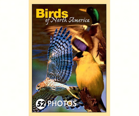 IMPACT PHOTOGRAPHICS - Birds of N.A. Mini Playing Cards (IMP163PLS) 802285028041