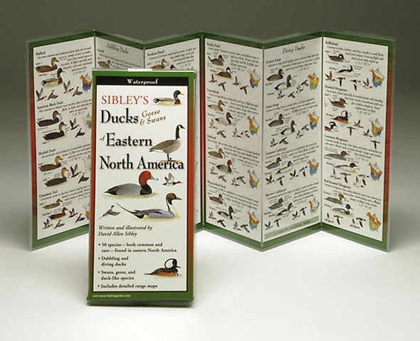 EARTH SKY + WATER - Sibley's Ducks Eastern North America - Field Guide Book (LEWERSDGS113) 740620901133