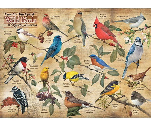 OUTSET MEDIA GAMES - Popular Backyard Birds of North America - 1000 Piece Jigsaw Puzzle (OM80024) 625012800242