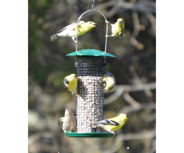 SONGBIRD ESSENTIALS - Petite Green Sunflower Bird Feeder (SE113) 645194778498