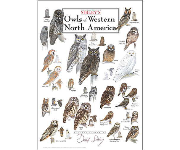 OakridgeStores.com | EARTH SKY + WATER - Owls of Western North America Poster (LEWERSOWPT118) 740620905728