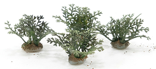 OakridgeStores.com | Fern Plants, 4 Pieces (CA0362)