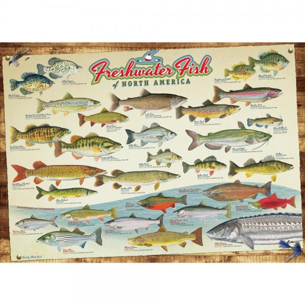 OakridgeStores.com | Cobble Hill - Freshwater Fish of North America - 1000 Piece - OMP40181 625012401814